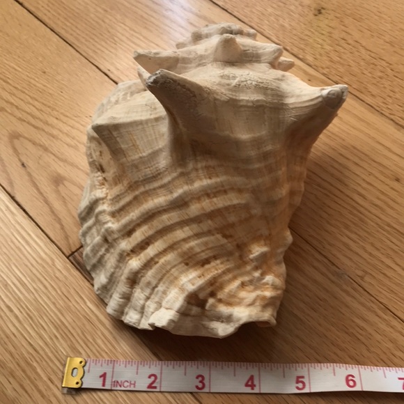 Natural Pink Conch Shell - Picture 4 of 8